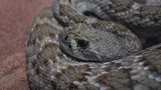 Una mujer de 90 años es mordida por una serpiente venenosa y en lugar de llamar a emergencias la lleva a la iglesia<em></em>